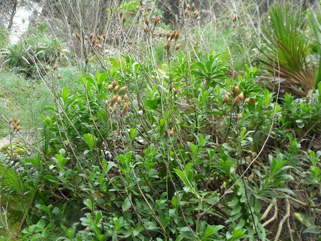 Silene cfr. fruticosa